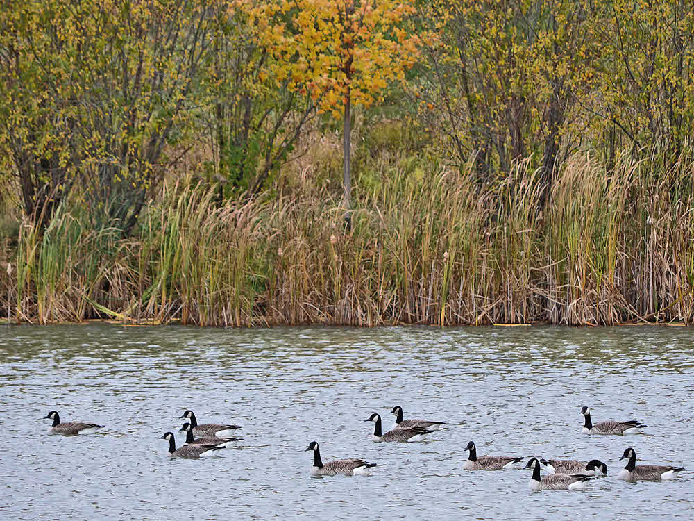 A gaggle of geese in the waters of the scenic Aurora Arboretum